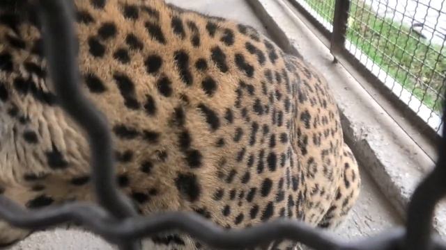 Спасибо тебе, Шеба, за твое внимание! Thank You Sheva For Your Attention!