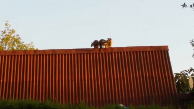 Еноты на крыше смотреть онлайн