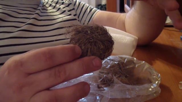 ИЕРИХОНСКАЯ РОЗА, ЧУДО ВОСКРЕШЕНИЯ, БЕССМЕРТНОЕ РОСТЕНИЕ смотреть онлайн