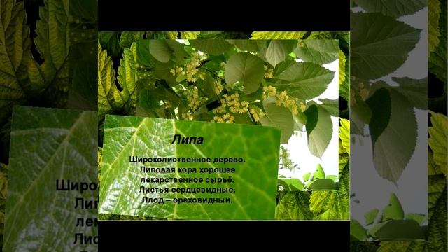 Липа крупнолистная