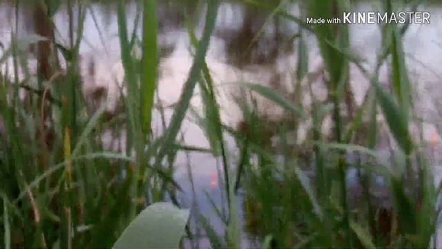 РЫБАЛКА НА ЛЕЩА. ЛОВЛЯ ЛЕЩА ВЕСНОЙ НА ПОПЛАВОЧНУЮ УДОЧКУ. смотреть онлайн