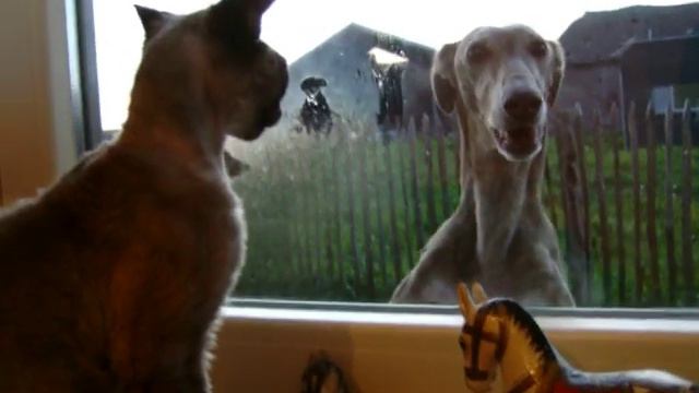 Doon vs dog смотреть онлайн