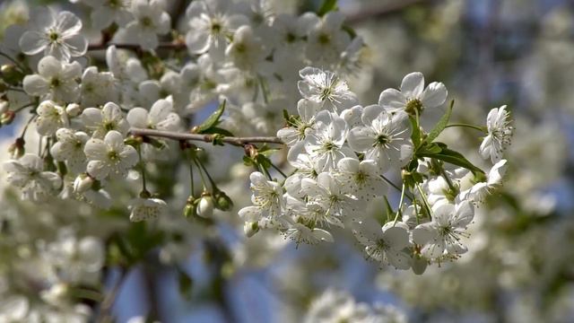 Отношения с ближними. Прп. Назарий Валаамский / Наставления старцев Саровской пустыни смотреть онлайн