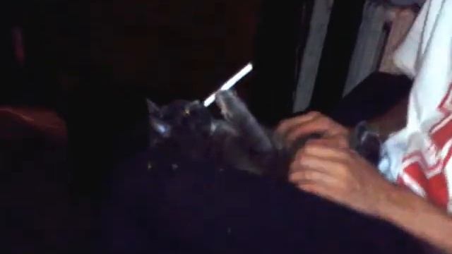 видео Кошка забирает сигарету, кот курит смотреть онлайн