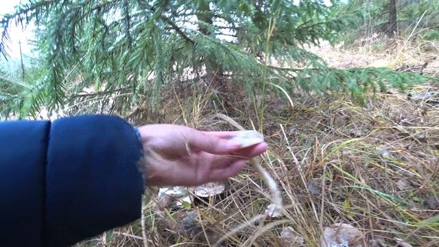 ПОД СНЕГОМ СОБИРАЕМ ГОГРОФОР ПОЗДНИЙ! 5 ноября 2022 1ч смотреть онлайн