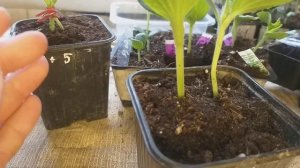 Прививка арбуза и дыни язычком двумя способами