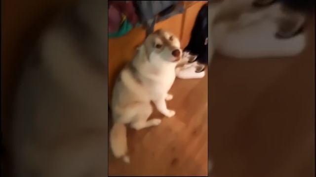 Самые смешные животные / Приколы с котами и собаками 2021 #2 смотреть онлайн