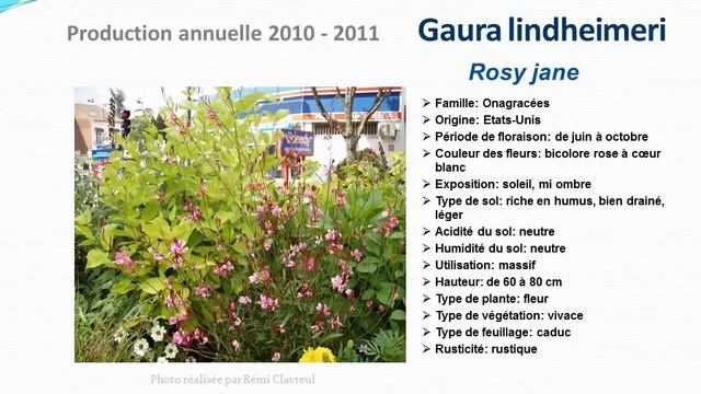 Conseils Jardinage :Gaura Lindheimeri Rosy Jane: Fiche Technique Plante Annuelle