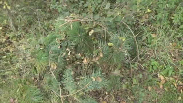 Секретный способ Как защитить сад от зверей  зимой