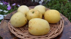 Сорт яблони Аркад летний