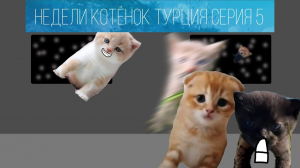 Недели котёнок Турция Серия 5