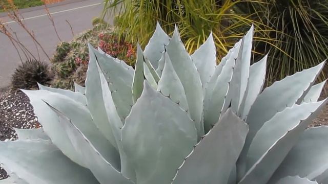 The Plant Traveller: Best Agave Truncata vs Ovatifolia смотреть онлайн