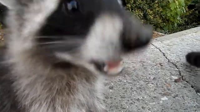 енот http://bogana-fish.ru/ смотреть онлайн