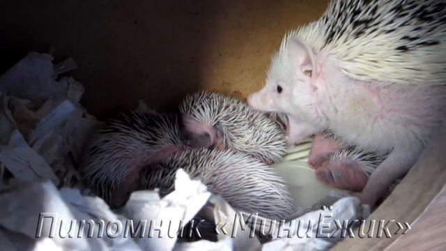 Малыши - ежата