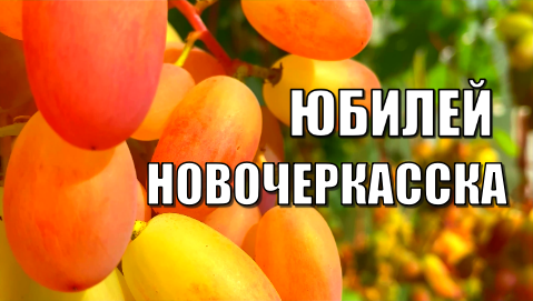 Виноград. Сорт ЮБИЛЕЙ НОВОЧЕРКАССКА. Полное описание и рекомендации по выращиванию / Сорта винограда смотреть онлайн