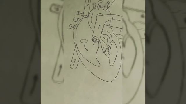 HUMAN HEART SKETCH.... смотреть онлайн