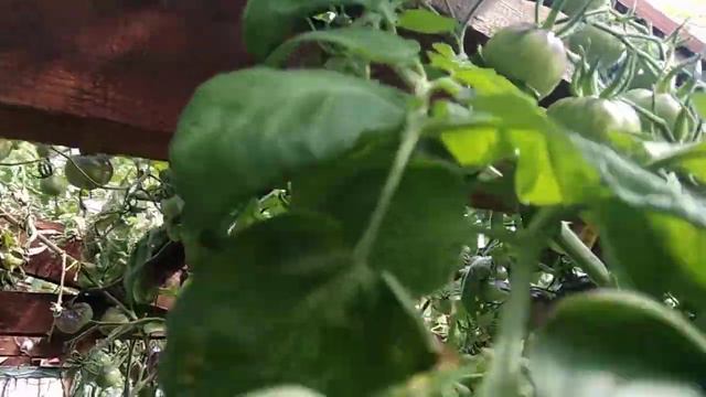 Урожайные сорта томатов. смотреть онлайн