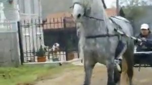 цыганские лошади на канале romadrab