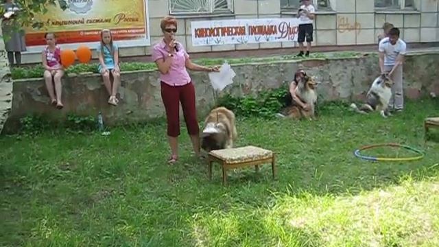 Стихи о колли смотреть онлайн