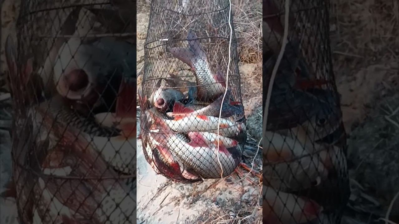 Отличный улов на донки смотреть онлайн