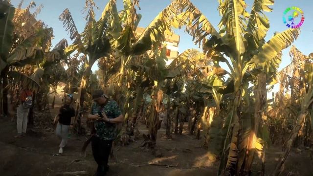 Странные Взгляды