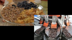 Окружающий мир 1 класс ч.1, тема урока "Откуда берутся шоколад, изюм и мёд?", с.76-77, Школа России