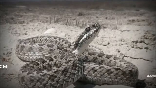 Топ 5. Ядовитые змеи России. смотреть онлайн