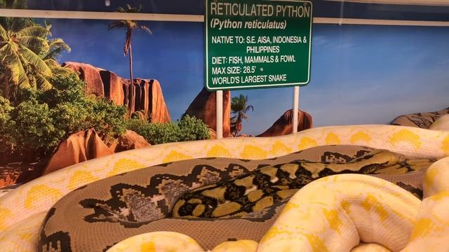 Up Close And Personal With 20 Foot Long Pythons, Snakes Snakes And More Snakes смотреть онлайн