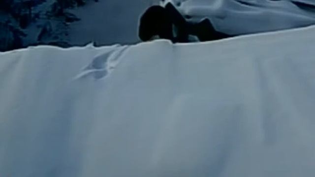 Черный кот на крыше смотреть онлайн