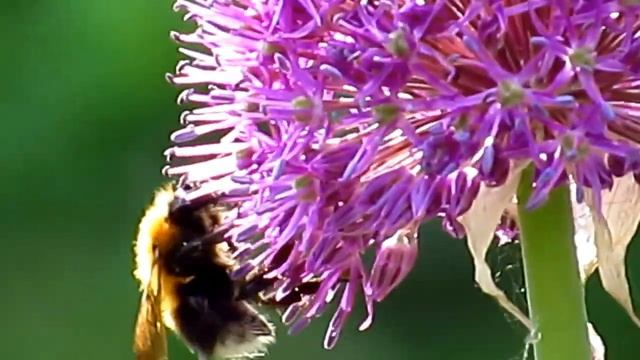 Летний день... смотреть онлайн