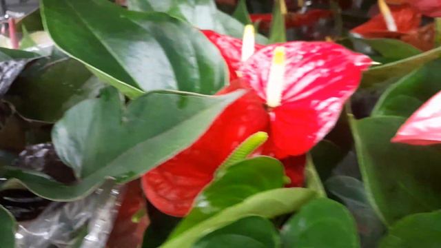 Muitas#achadinhos#suculentas#eplantas# baratissimas! Confiram. смотреть онлайн
