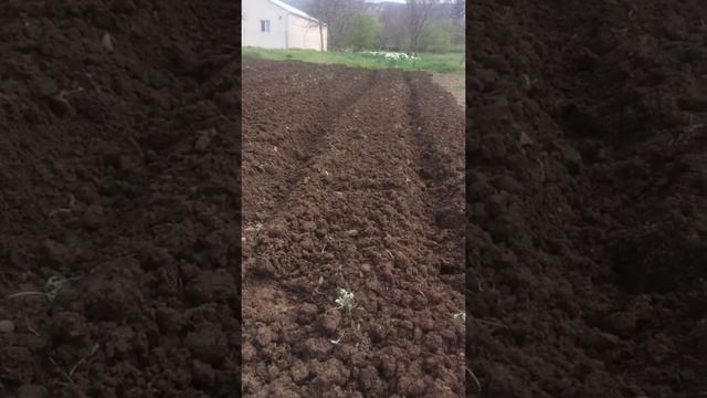 Посадка КАРТОШКИ сезон 2021 смотреть онлайн