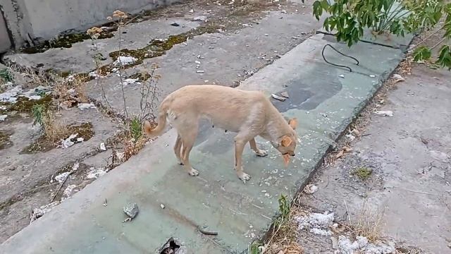 Кормление бездомных животных (Ролик # 71) (Часть # 1) смотреть онлайн