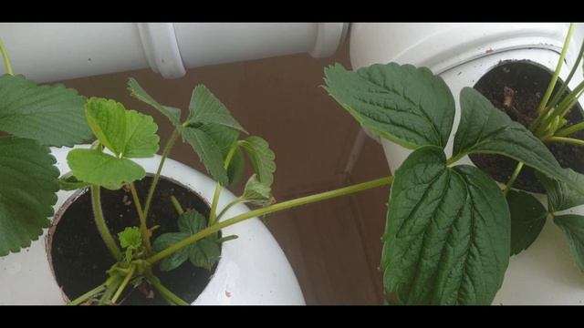 Способ выращивания клубники Часть IV Как опылить цвет без участия пчёл, и получить хороший урожай смотреть онлайн