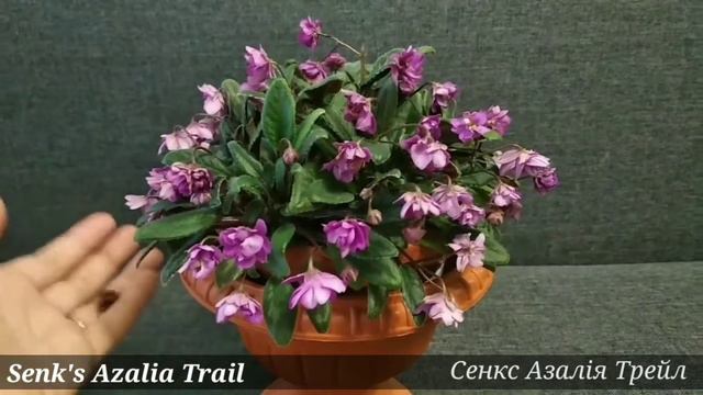 Senk's Azalea Trail, трейлери які мені не подобаються..
