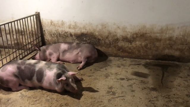 Где делись поросята с откорма ? Цены на живой вес. Свиньи свиноводство смотреть онлайн