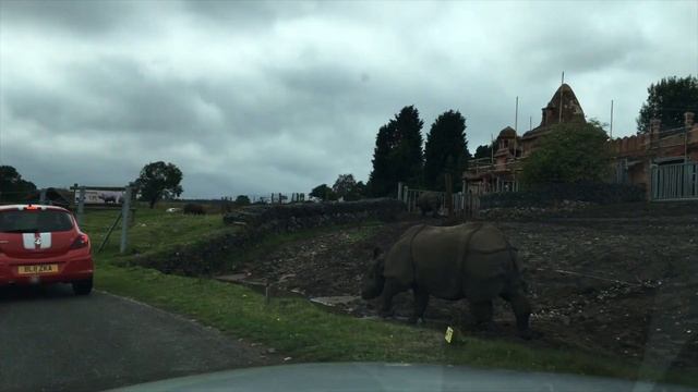 West Midland Safari and Leisure Park | Сафари Парк в Англии смотреть онлайн