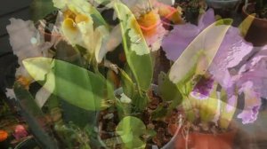 Часть 6.Инвентаризация орхидей 2021. 28 природных каттлей. Каттлея, брассавола, лелия .