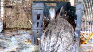 Как рожают кролики. Беременная крольчиха рожает