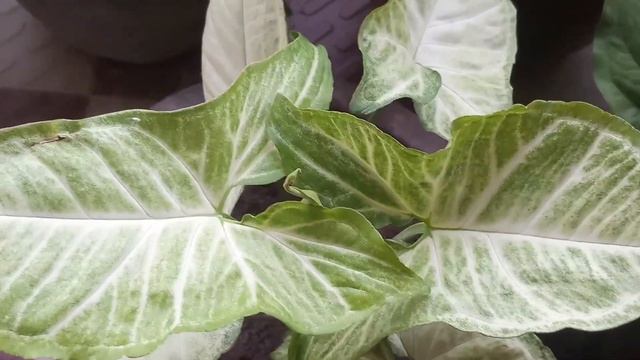 | How to take care of your ""SYNGONIUM"" plant | RUBY GARDENNING | смотреть онлайн
