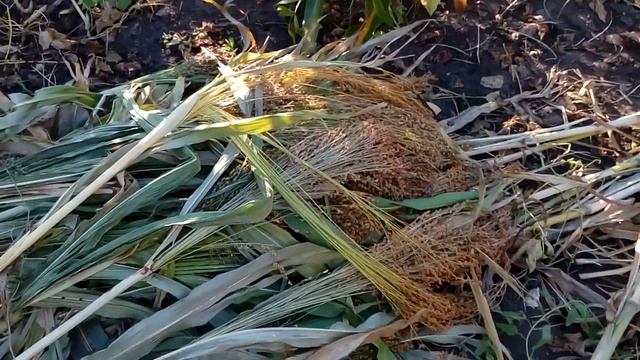 Подготовительные работы перед покосом сорго. смотреть онлайн