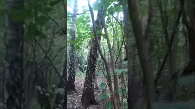 Маняша - собака, которая умеет лазить по деревьям смотреть онлайн
