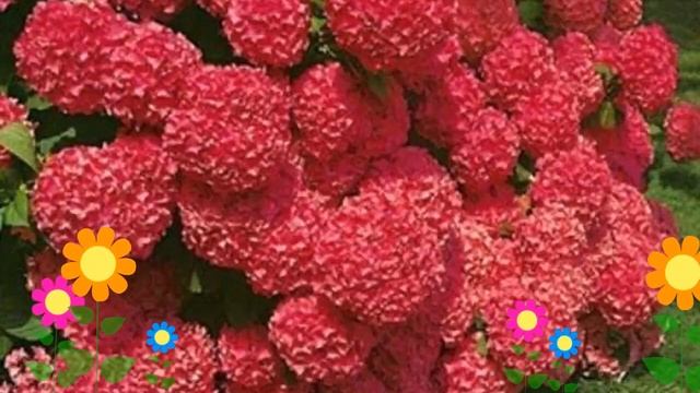 Гортензия крупнолистная Sibilla. Краткий обзор, описание характеристик