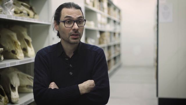 Scythian Horse Breeding Unveiled: Lessons For Animal Domestification