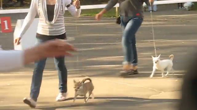 Монопородная выставка Чихуахуа ранг ЧК, Кэтрин Хаус Даниэлла Канди смотреть онлайн