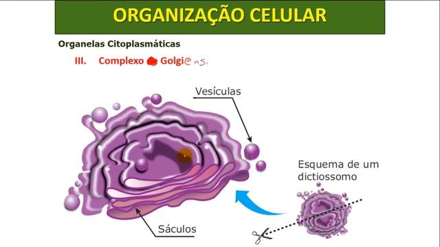 Organização celular dos seres vivos e suas organelas - Estrutura, características e funções смотреть онлайн