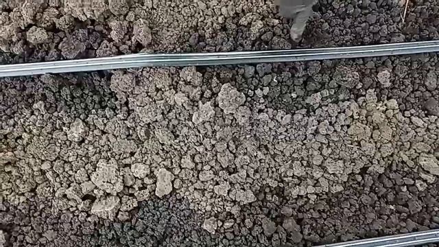 ОГУРЦЫ В ОТКРЫТОМ ГРУНТЕ Сеем семена разных сортов смотреть онлайн