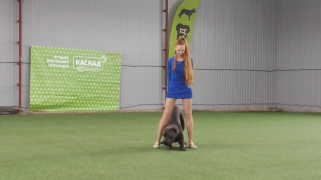 Прогресс-Фристайл Рублева Наталья Кане корсо GUARDIA D’ONORE BRAINSTORM смотреть онлайн