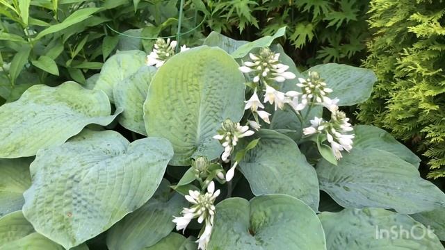 Хоста Elegans - классический прекрасный сорт смотреть онлайн