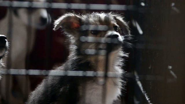 Щенки в добрые руки смотреть онлайн